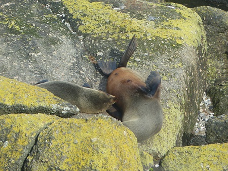 A New Zealand fur seal pup feeds from its mother, Nov 2015